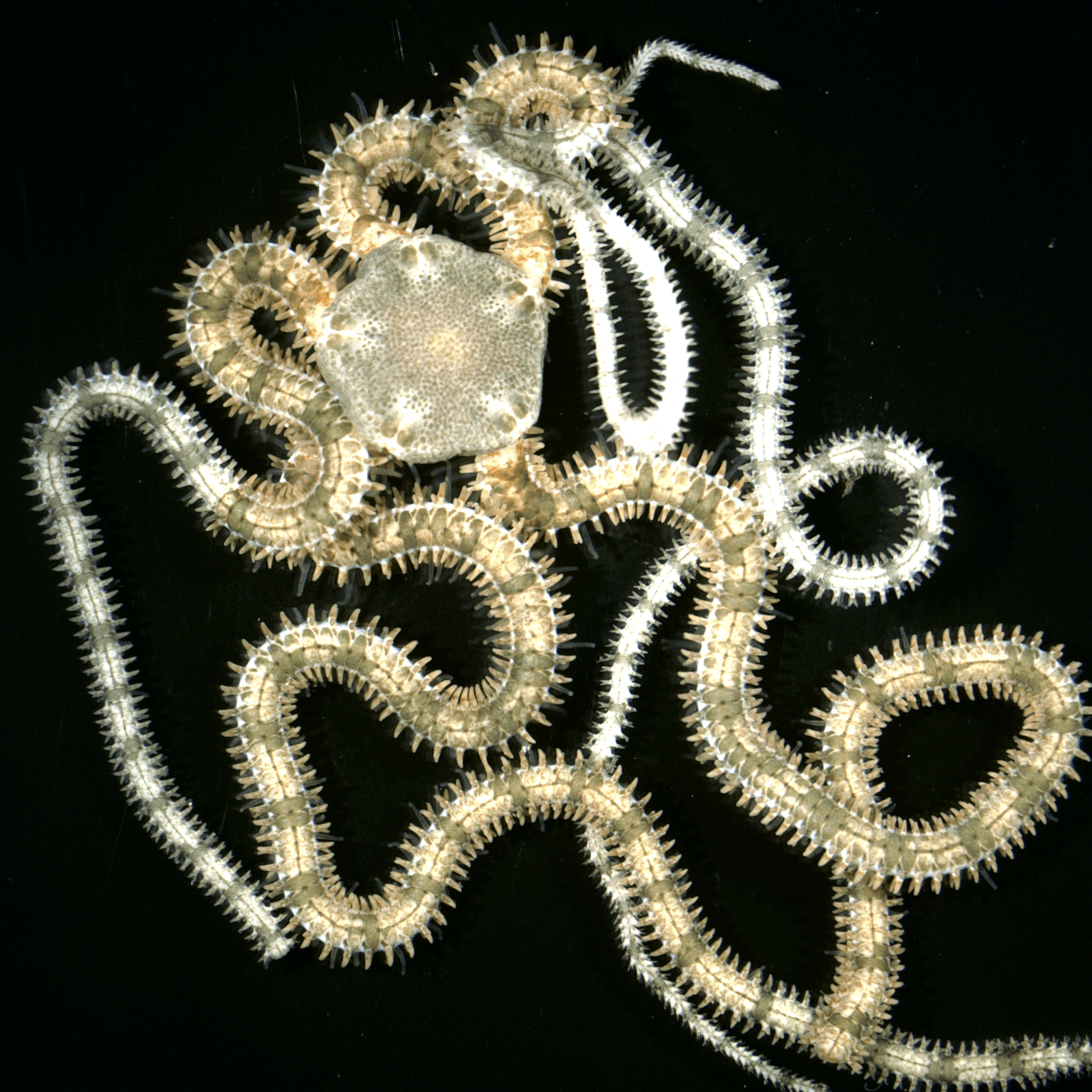 *Ophionereis reticulata* from Almirante Bay