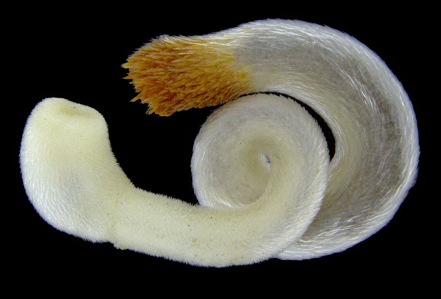 *Chaetoderma intermedium*, a caudofoveatan by Elena Gerasimova/Universitetsmuseet i Bergen, Universitetet i Bergen. Licenced under [CC BY-SA 4.0](https://creativecommons.org/licenses/by-sa/4.0/deed.en). [Original image](https://commons.wikimedia.org/wiki/File:Chaetoderma_nitidulum.jpg) retrieved from Wikimedia Commons.