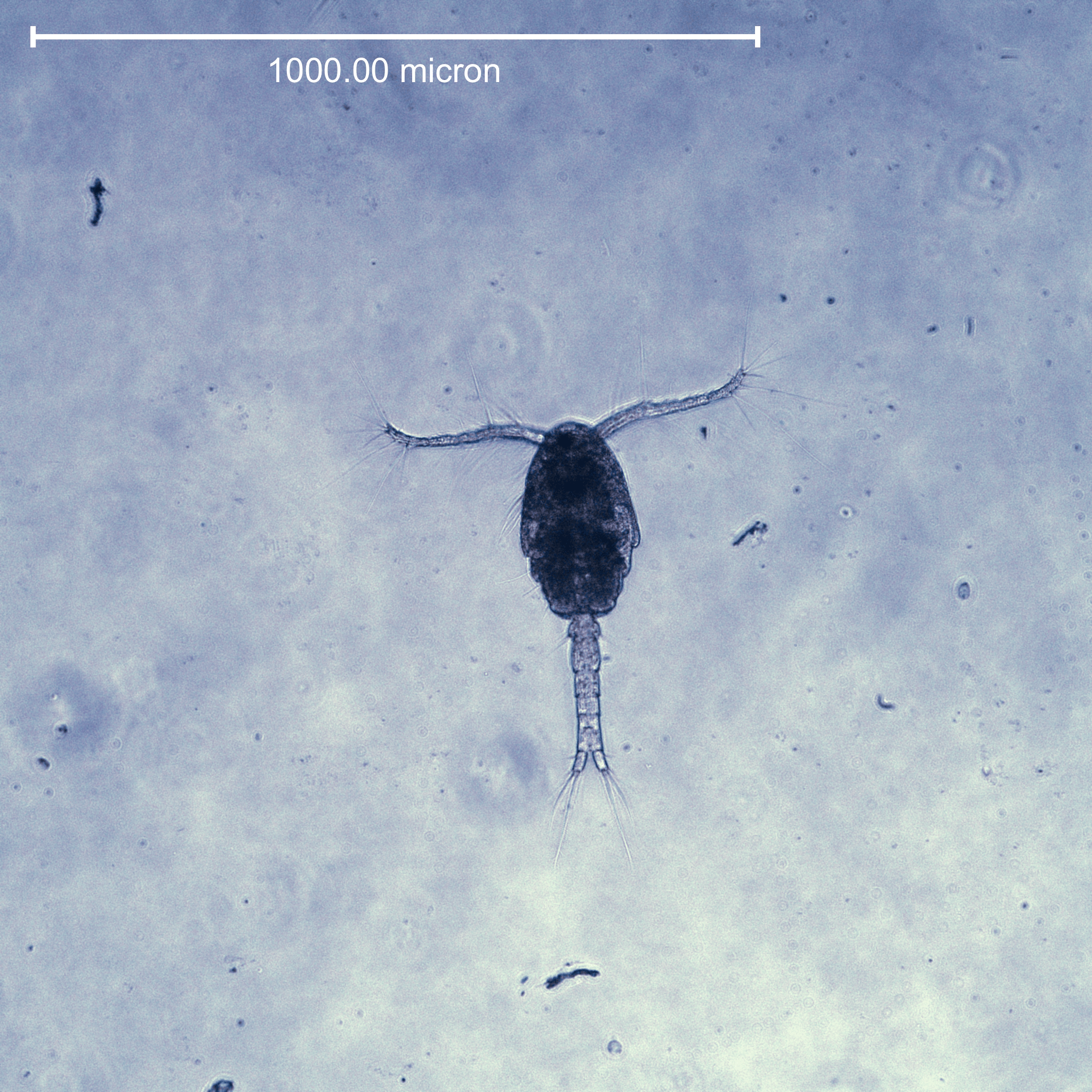 Harpacticoid copepod from Almirante Bay