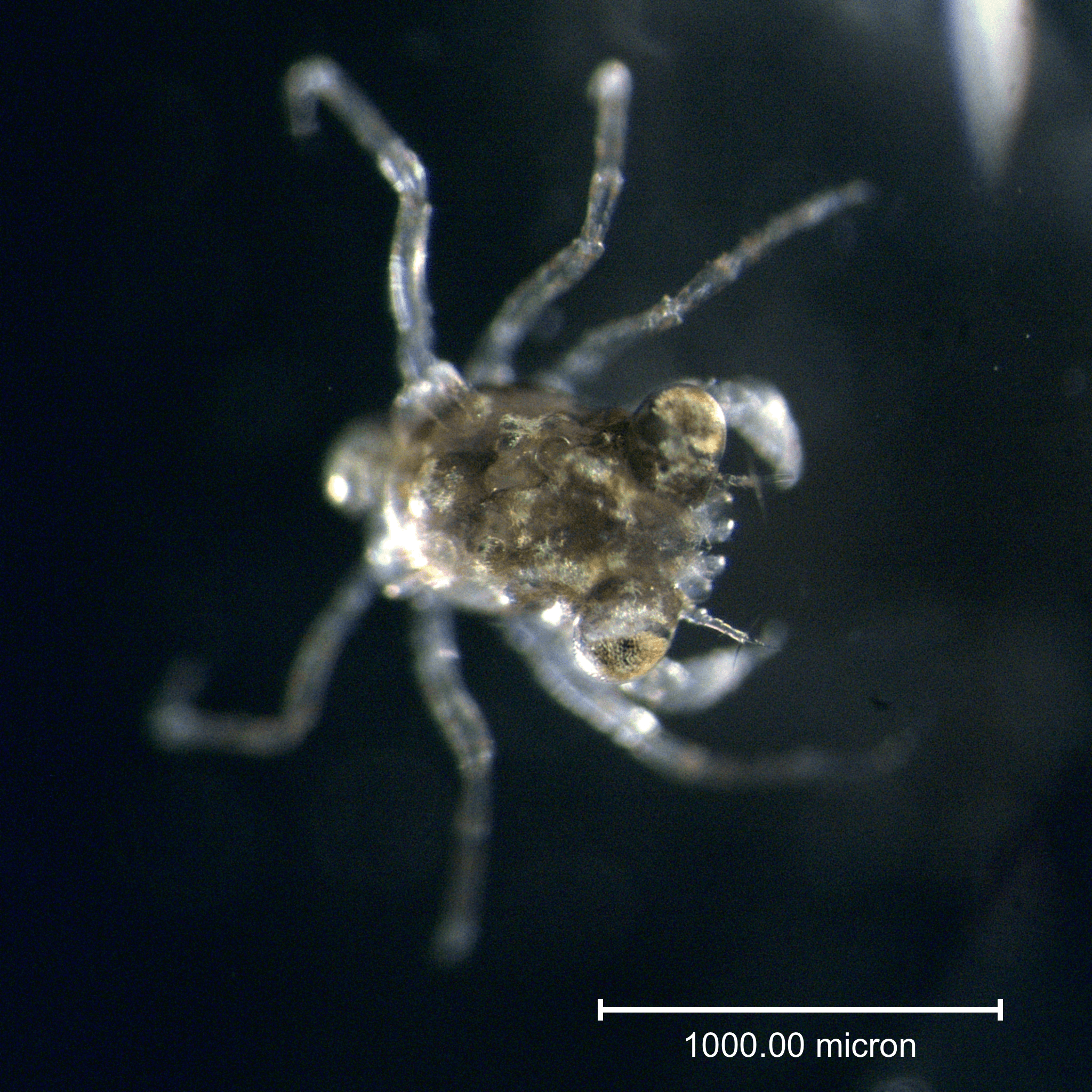 Crab larvae (?) from Almirante Bay