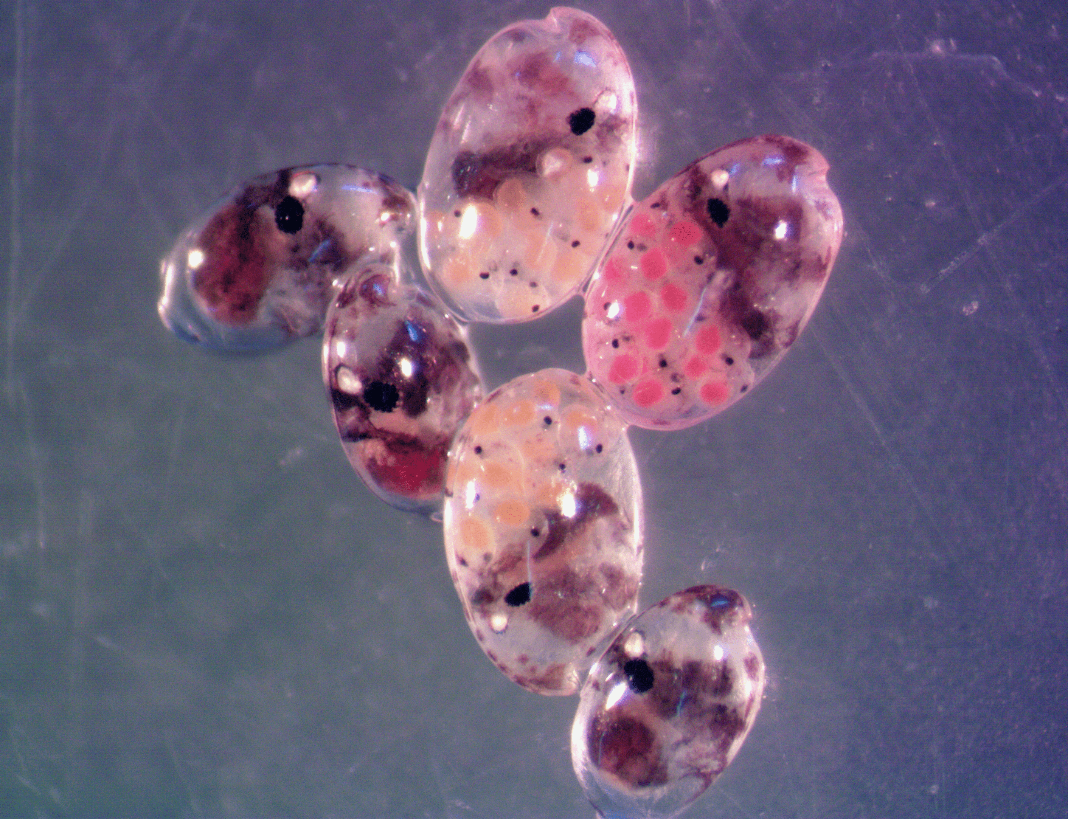 *Skogsbergia lernerii* - benthic ostracods from Almirante Bay. Three females with embryos and three males. The males are smaller with larger eyes. These were collected from the sediment near Punta Caracol at night using pieces of fish as bait. N. Lucey