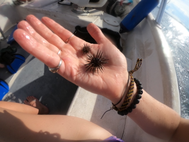 *Echinometra viridis* from Almirante Bay