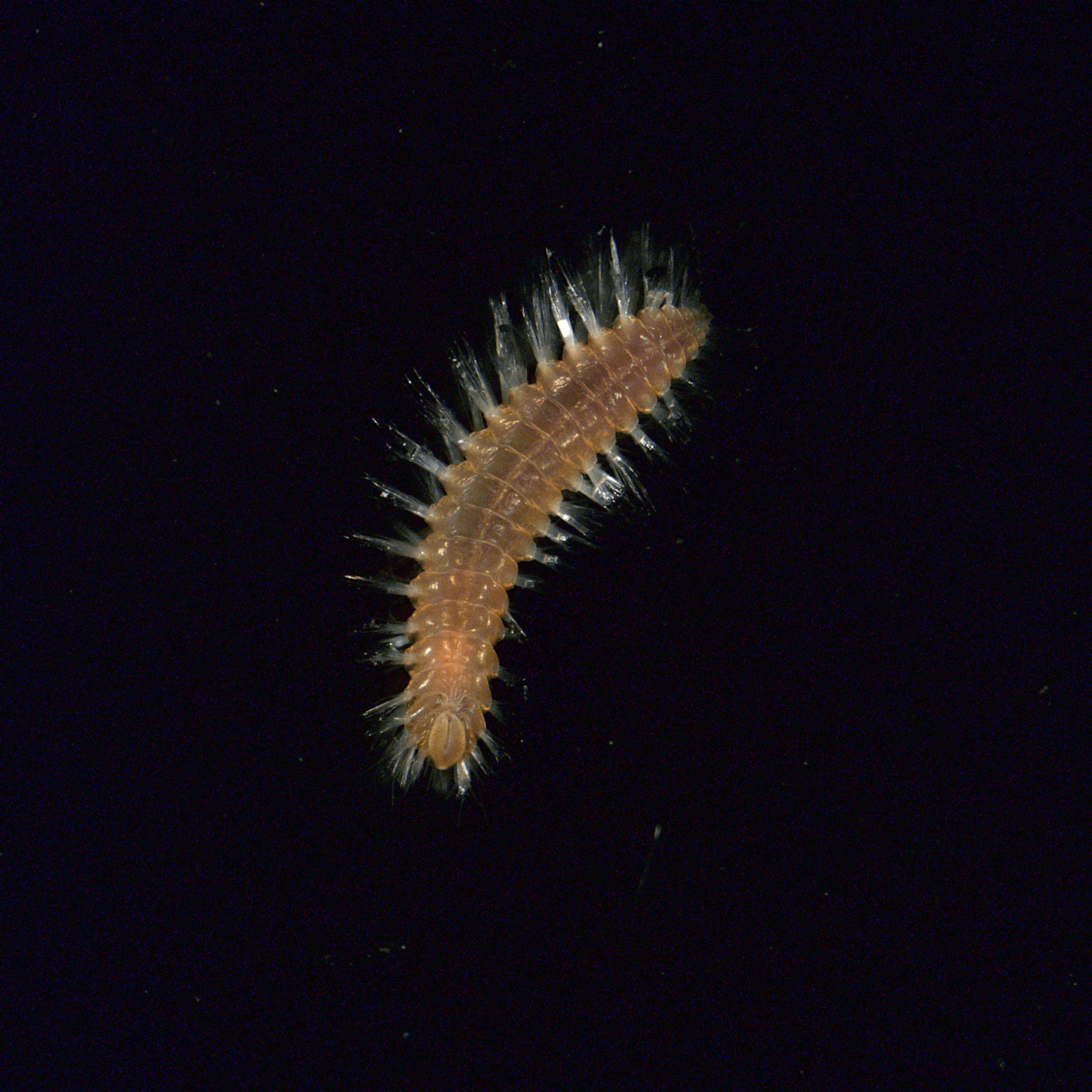 Fireworm found on reef matrix near Almirante