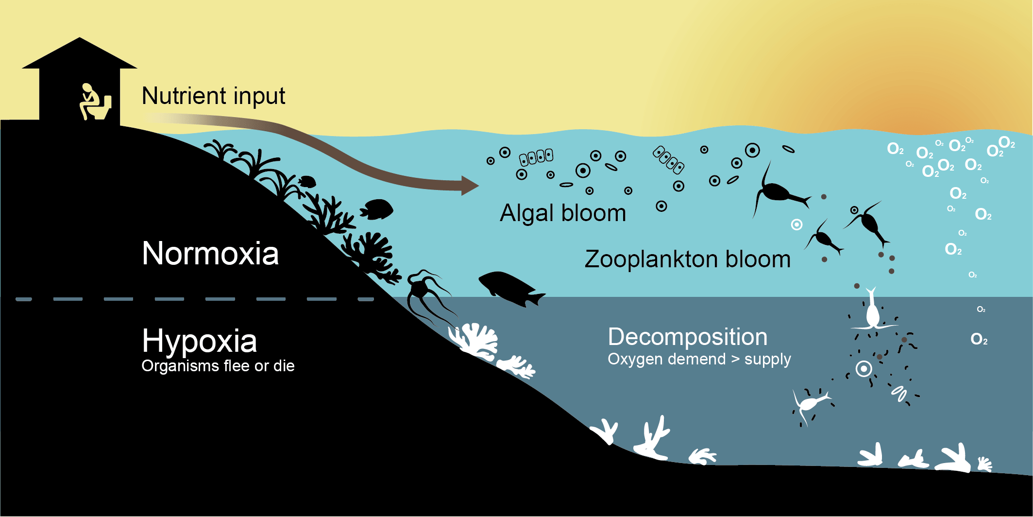 Process of Coastal Hypoxia in Almirante Bay