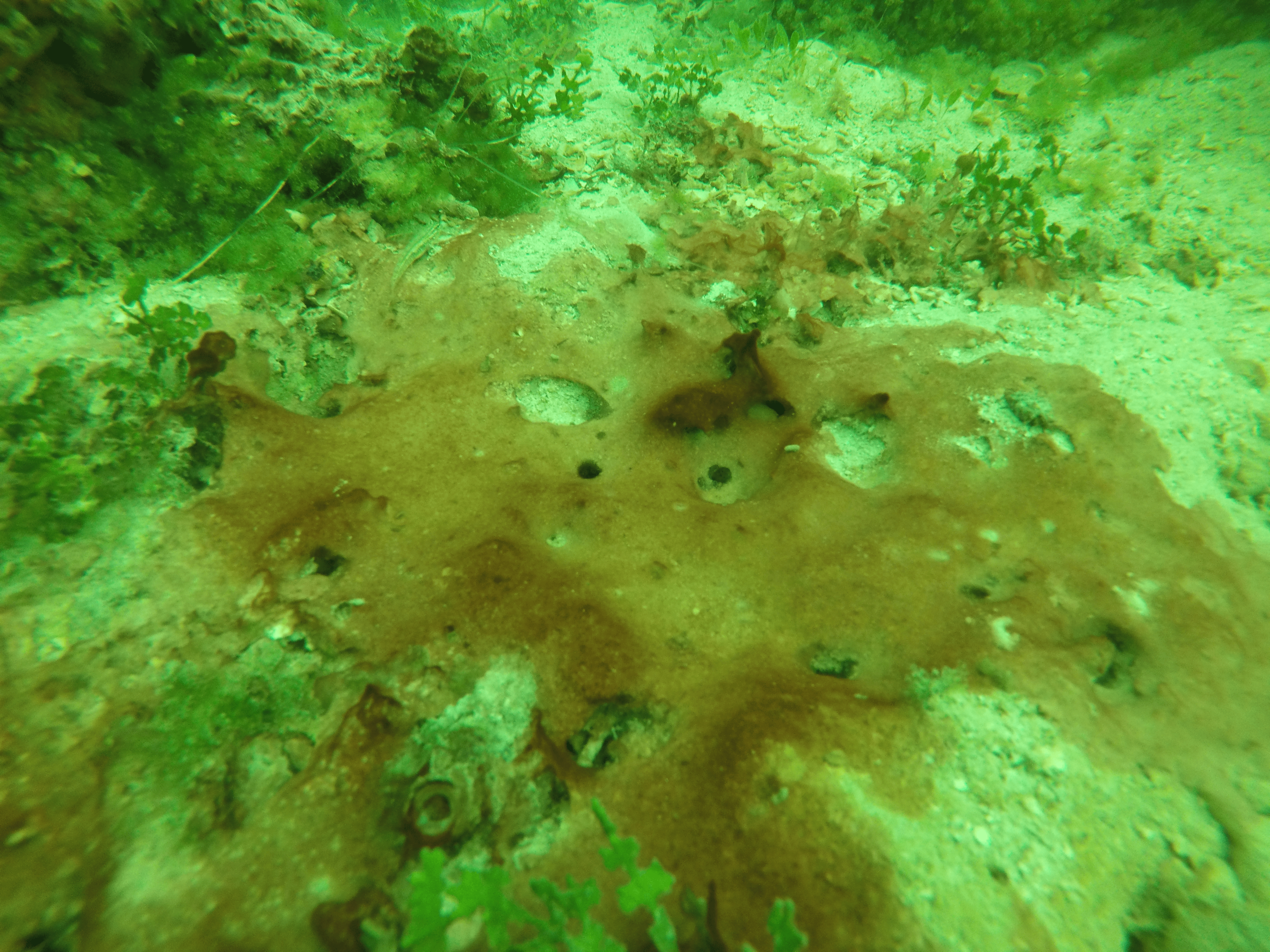Bacterial Mats covering the benthos in Almirante Bay