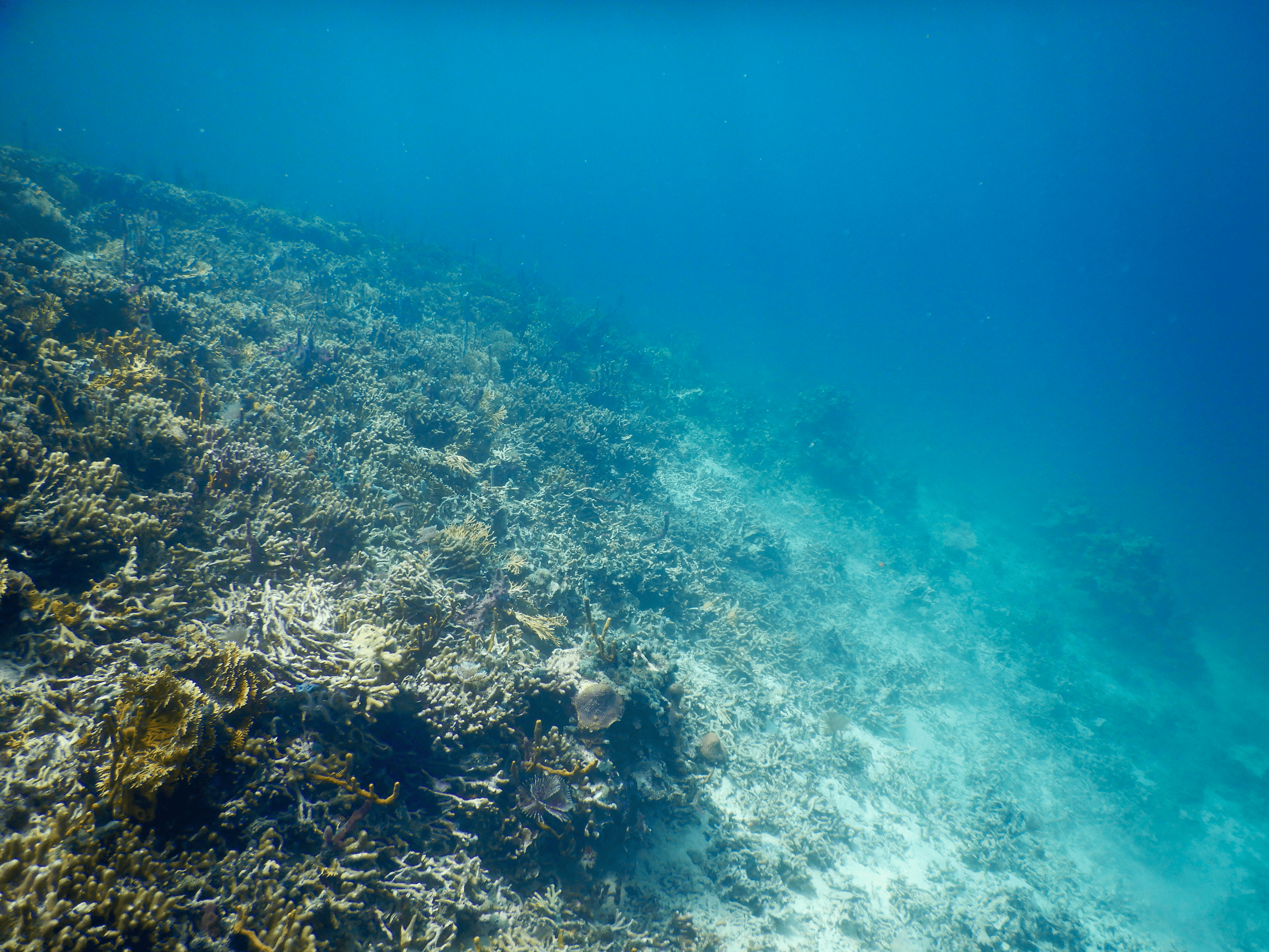 Coral reef near Almirante Bay that experienced prolonged, episodic deoxygenation in Sept. 2017 that resulted in a mortality event of benthos deeper than 3 meters.